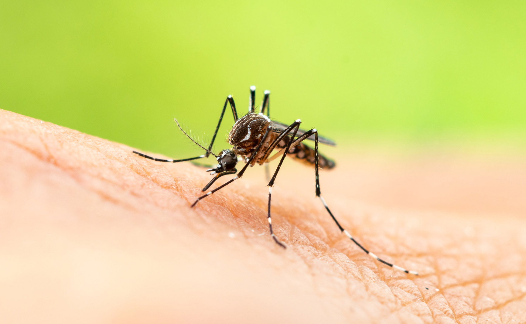 Programul de supraveghere a țânțarilor al Departamentului de Sănătate din Tulsa detectează țânțarii cu virusul West Nile
